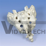 Sacrum and Coccyx Model (Assembled)